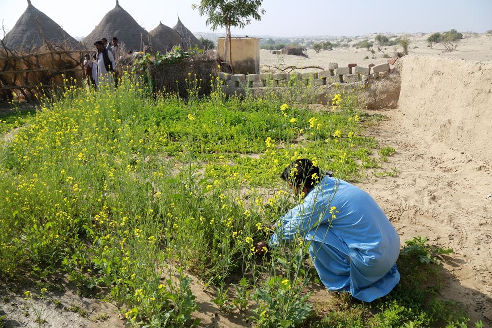 Ein Mann in Pakistan jätet Unkraut auf einem Feld mitten in einer wüstenähnlichen Region. (Quelle: Christine Idems)