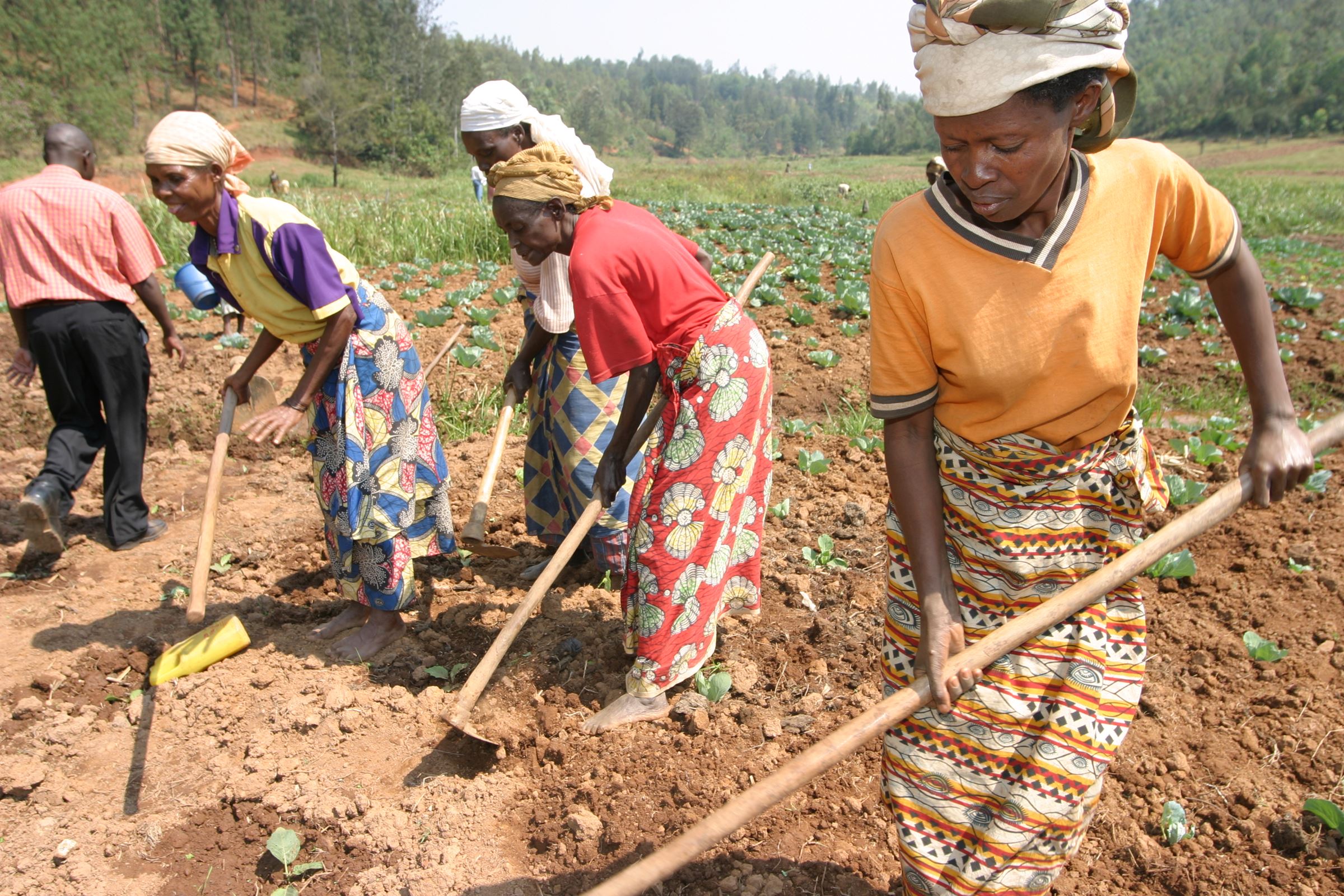 Frauen arbeiten auf dem Feld in Ruanda. (Quelle: Kindernothilfe)