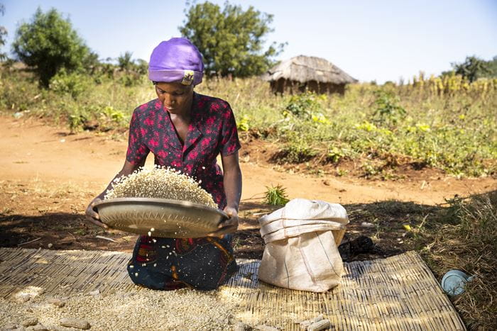 Eine Frau aus Sambia kniet auf dem  Boden und siebt Korn. (Quelle: Christian O. Bruch)