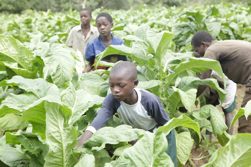 Jungen ernten Tabakblätter auf einer Plantage in Sambia (Quelle: Christian Herrmanny)
